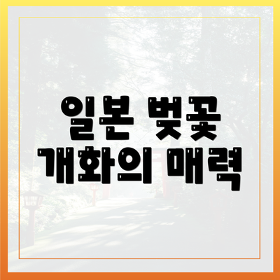 일본 벚꽃 개화의 매력