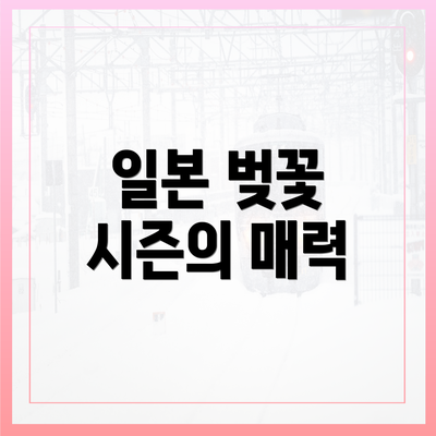 일본 벚꽃 시즌의 매력