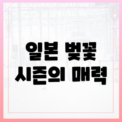 일본 벚꽃 시즌의 매력