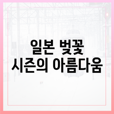 일본 벚꽃 시즌의 아름다움