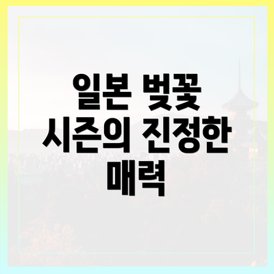 일본 벚꽃 시즌의 진정한 매력