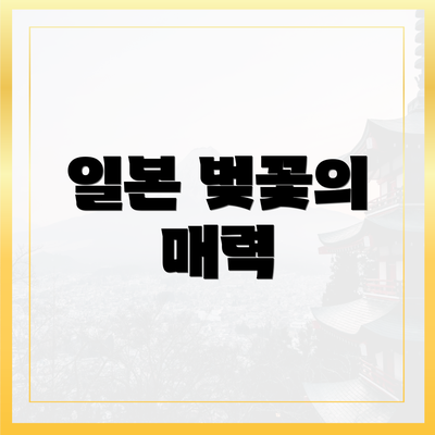 일본 벚꽃의 매력