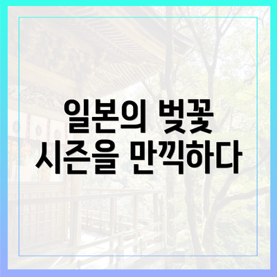 일본의 벚꽃 시즌을 만끽하다