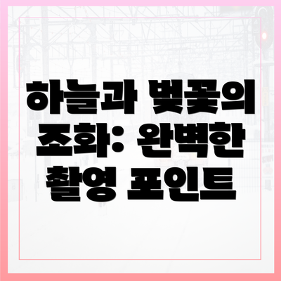 하늘과 벚꽃의 조화: 완벽한 촬영 포인트