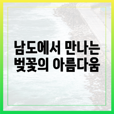 남도에서 만나는 벚꽃의 아름다움