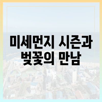 미세먼지 시즌과 벚꽃의 만남
