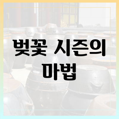 벚꽃 시즌의 마법