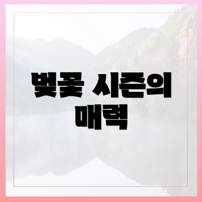 벚꽃 시즌의 매력