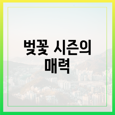 벚꽃 시즌의 매력