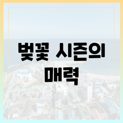 벚꽃 시즌의 매력