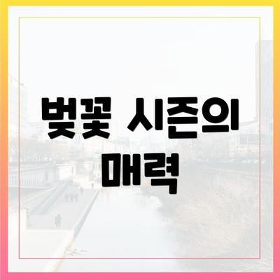 벚꽃 시즌의 매력