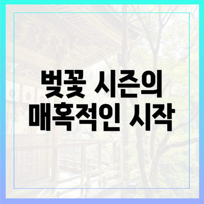 벚꽃 시즌의 매혹적인 시작