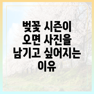 벚꽃 시즌이 오면 사진을 남기고 싶어지는 이유