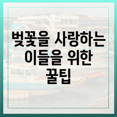 벚꽃을 사랑하는 이들을 위한 꿀팁