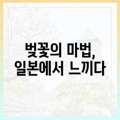 벚꽃의 마법, 일본에서 느끼다