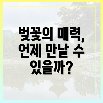 벚꽃의 매력, 언제 만날 수 있을까?