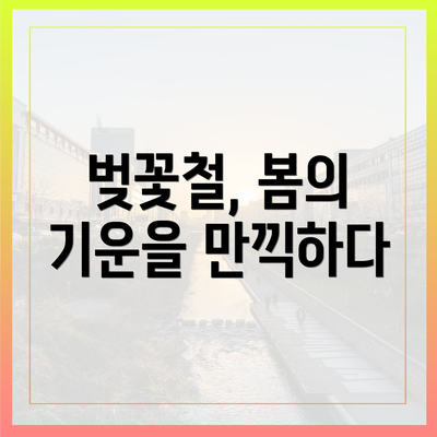 벚꽃철, 봄의 기운을 만끽하다