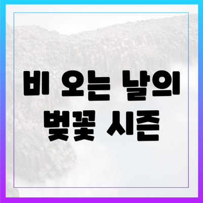 비 오는 날의 벚꽃 시즌