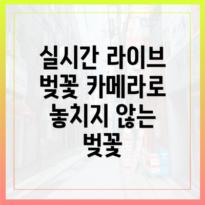 실시간 라이브 벚꽃 카메라로 놓치지 않는 벚꽃
