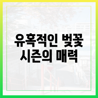 유혹적인 벚꽃 시즌의 매력