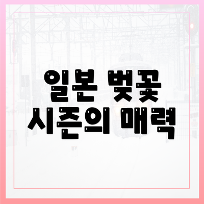 일본 벚꽃 시즌의 매력
