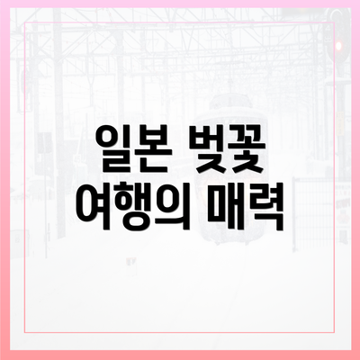 일본 벚꽃 여행의 매력