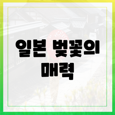 일본 벚꽃의 매력