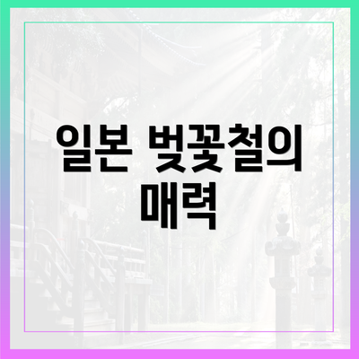 일본 벚꽃철의 매력