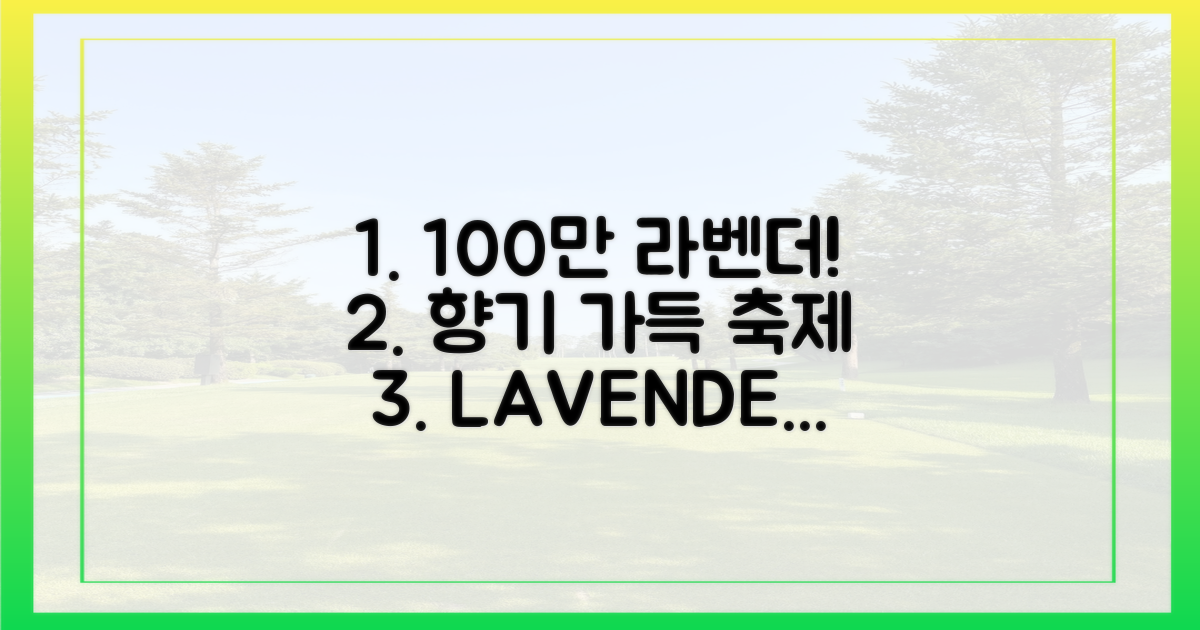 100만 송이 라벤더 향연