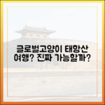 대주관 고양지부 '글로벌고양이', 태항산 여행, 진짜 가능할까요?