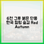 놀라운 6천 그루 붉은 단풍 터널! 한국의 힐링 숲길